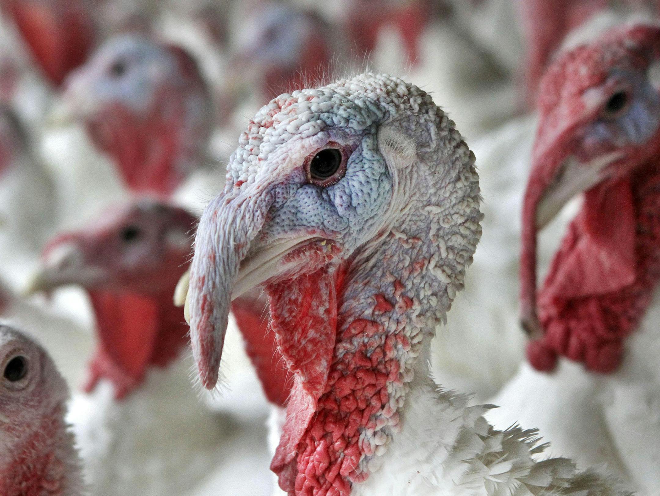 A turkey sporting a red fatty wattle hanging from its beak appears among others at Out Post Farm, in Holliston, Mass., Monday, Nov. 8, 2010. The farm raises turkeys hatched from eggs and offers full-grown birds fresh killed for cooking Thanksgiving dinners. (AP Photo/Steven Senne) ORG XMIT: MIN2015041013211758