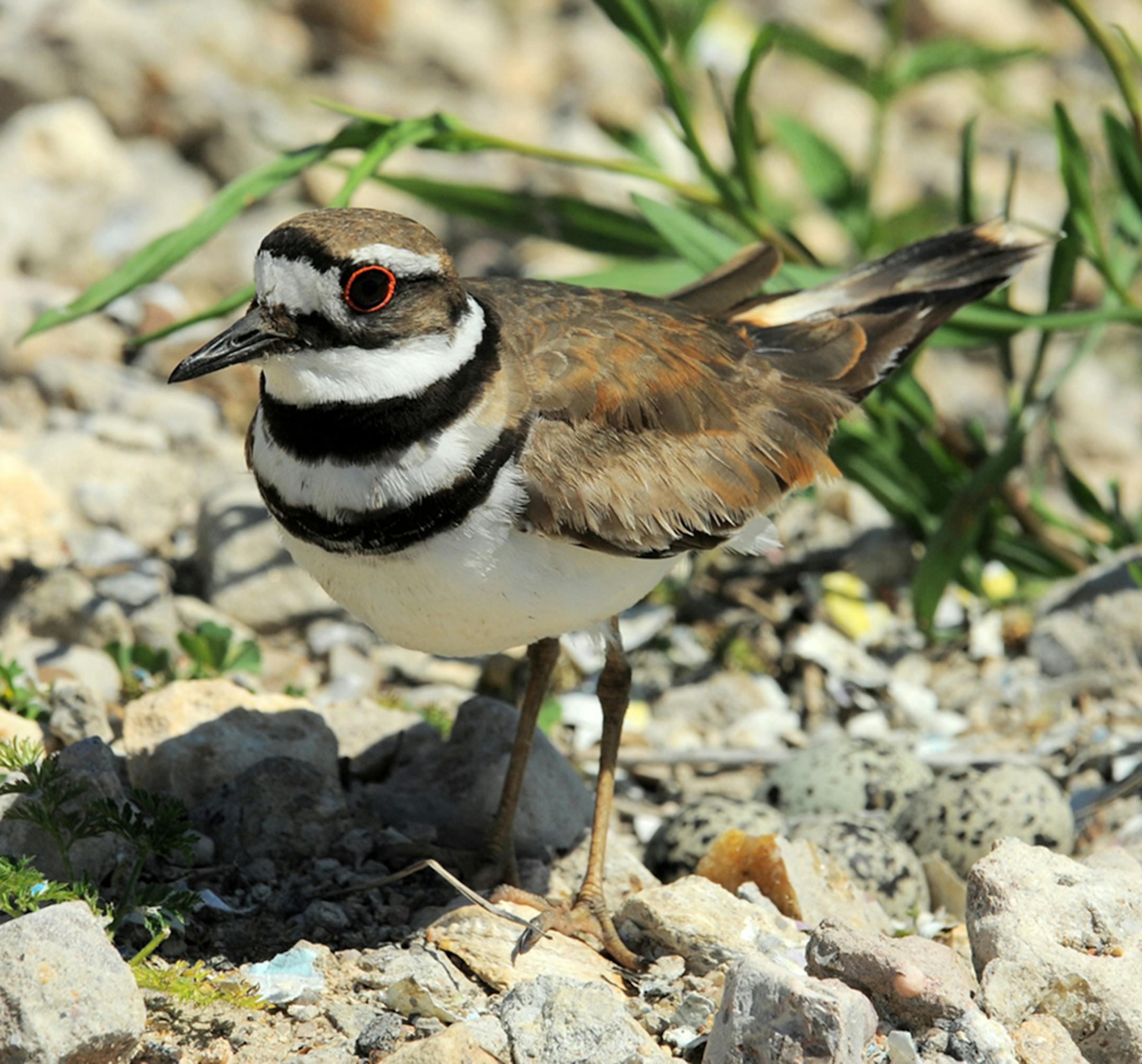 The parent killdeer is standing in front of its nest, the four eggs colored and marked to blend well with the nest location.
