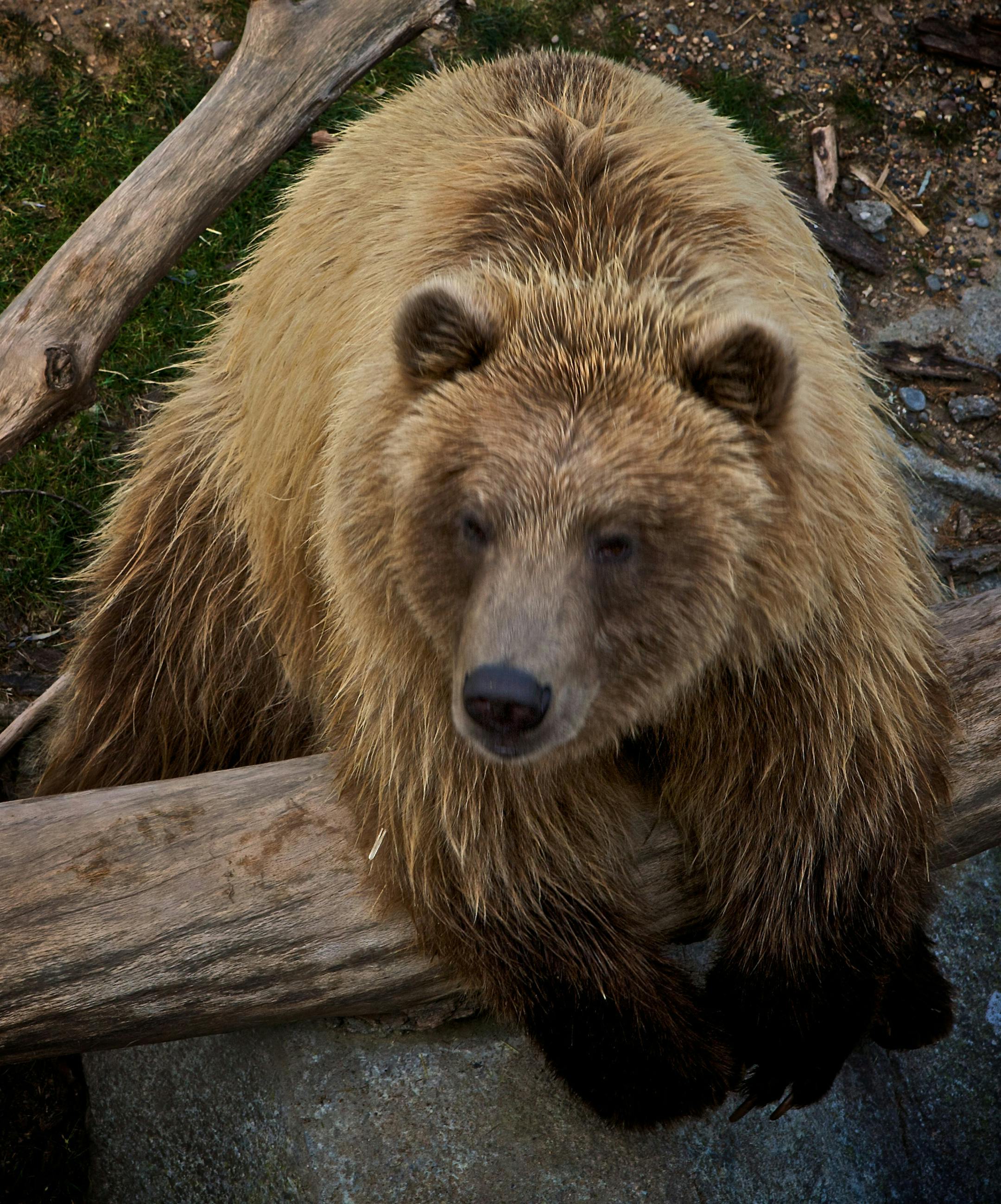 A grizzly bear watched and waited for a trout in the zoo's Northern Coast exhibit. Zookeeper Allan Maguire works to keep the water displays as natural as possible.