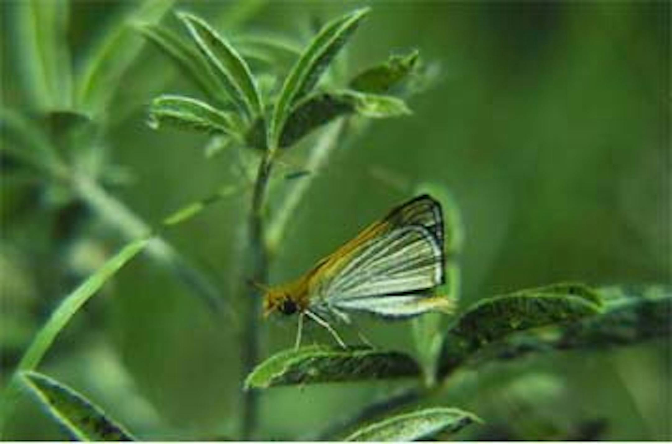Poweshiek Skipperling