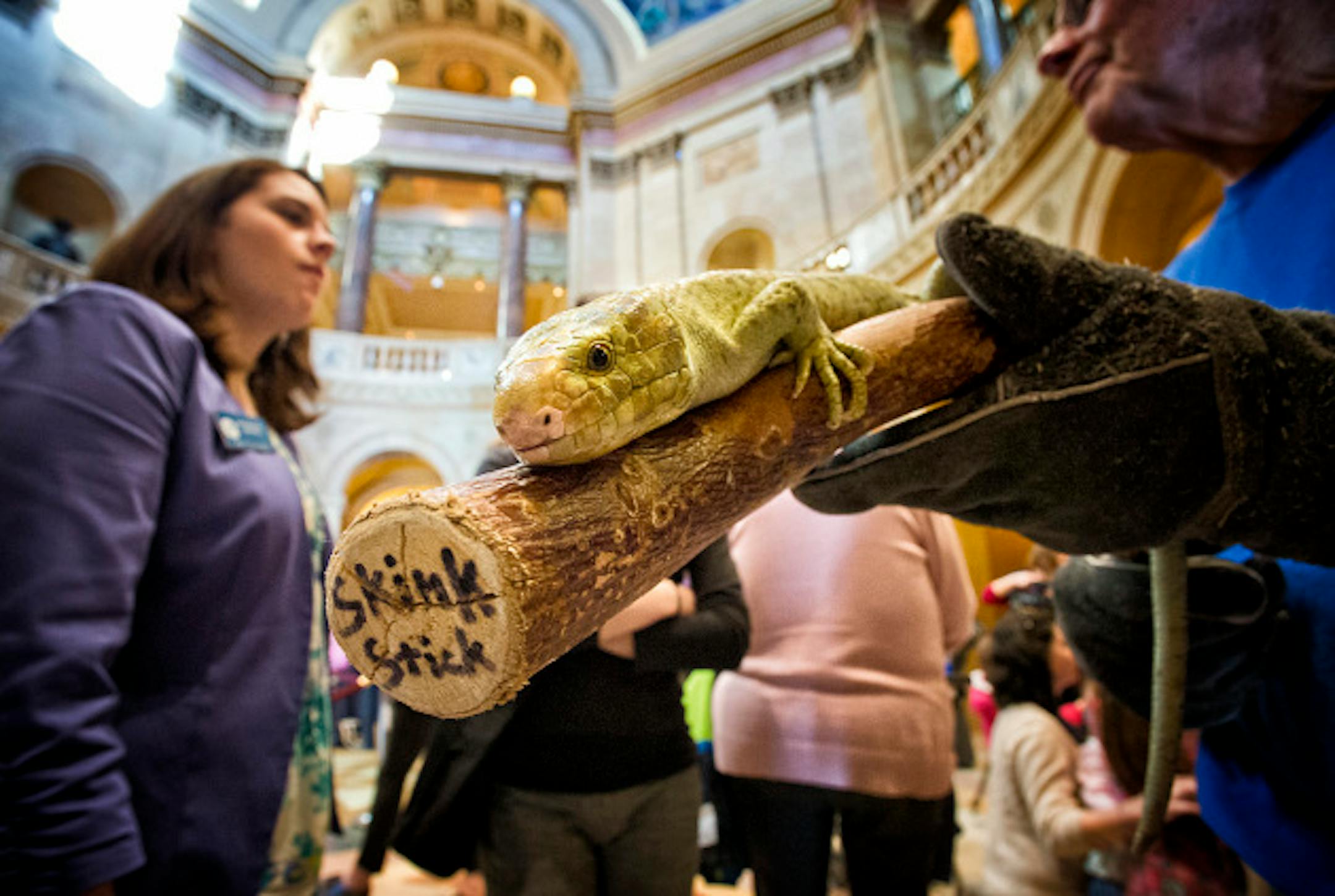A zoo volunteer showed off a Solomon Island Skink in the Capitol Rotunda.  He came with his own skink stick.  The Minnesota Zoo visits the State Capitol each year to connect legislators and their staffs to some of the animals and to educate folks to the mission of the zoo.  Thursday, March 21, 2013.   ]   GLEN STUBBE * gstubbe@startribune.com