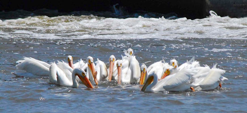 Pelicans will fish solitarily or cooperatively in a group. 