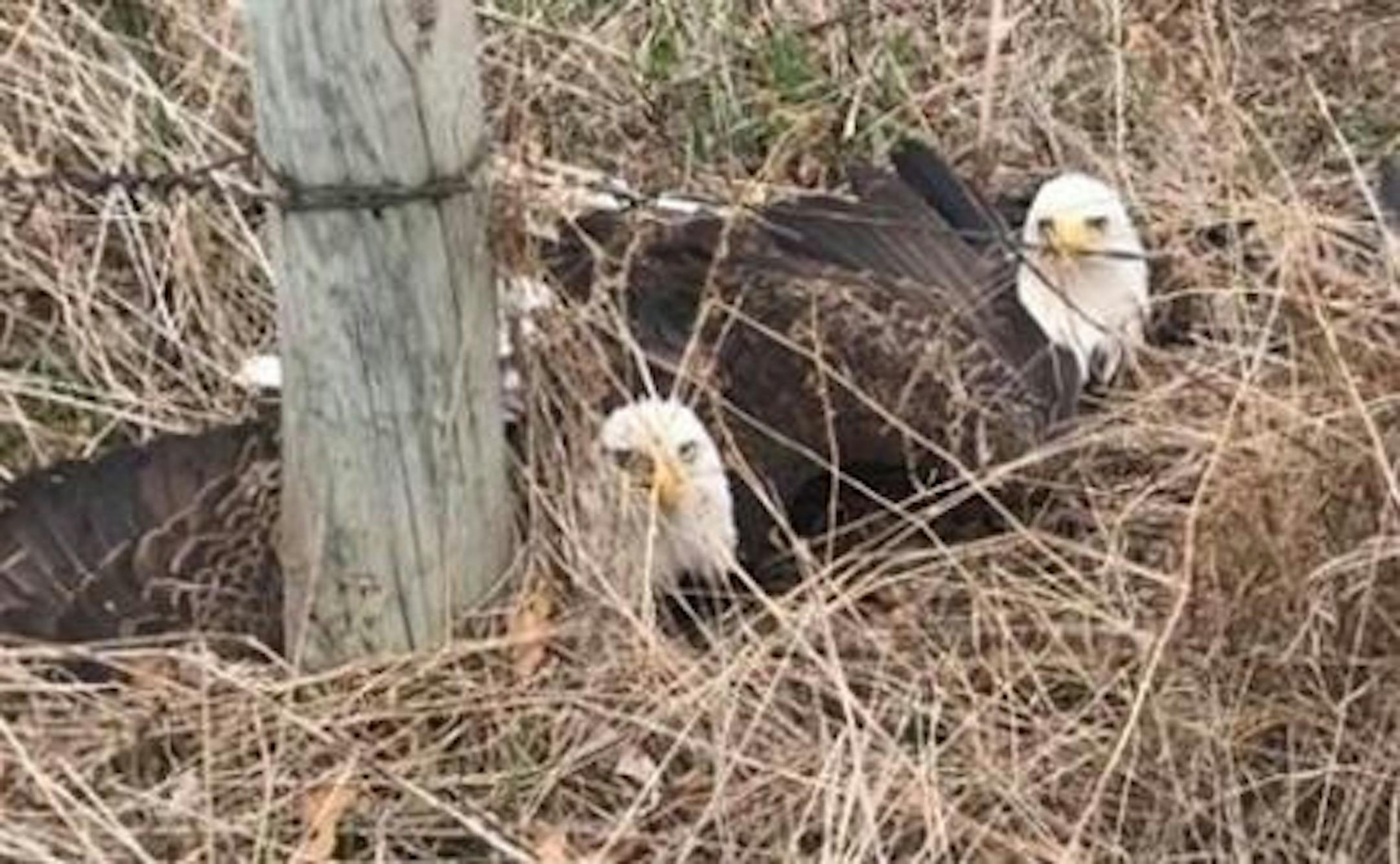 Two bald eagles locked talons in a likely mating ritual and needed the help of sheriff's deputies in western Wisconsin to be separated.