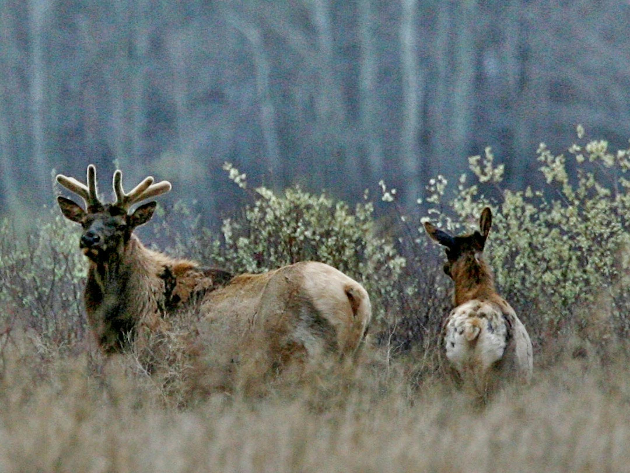 Elk in Kittson County