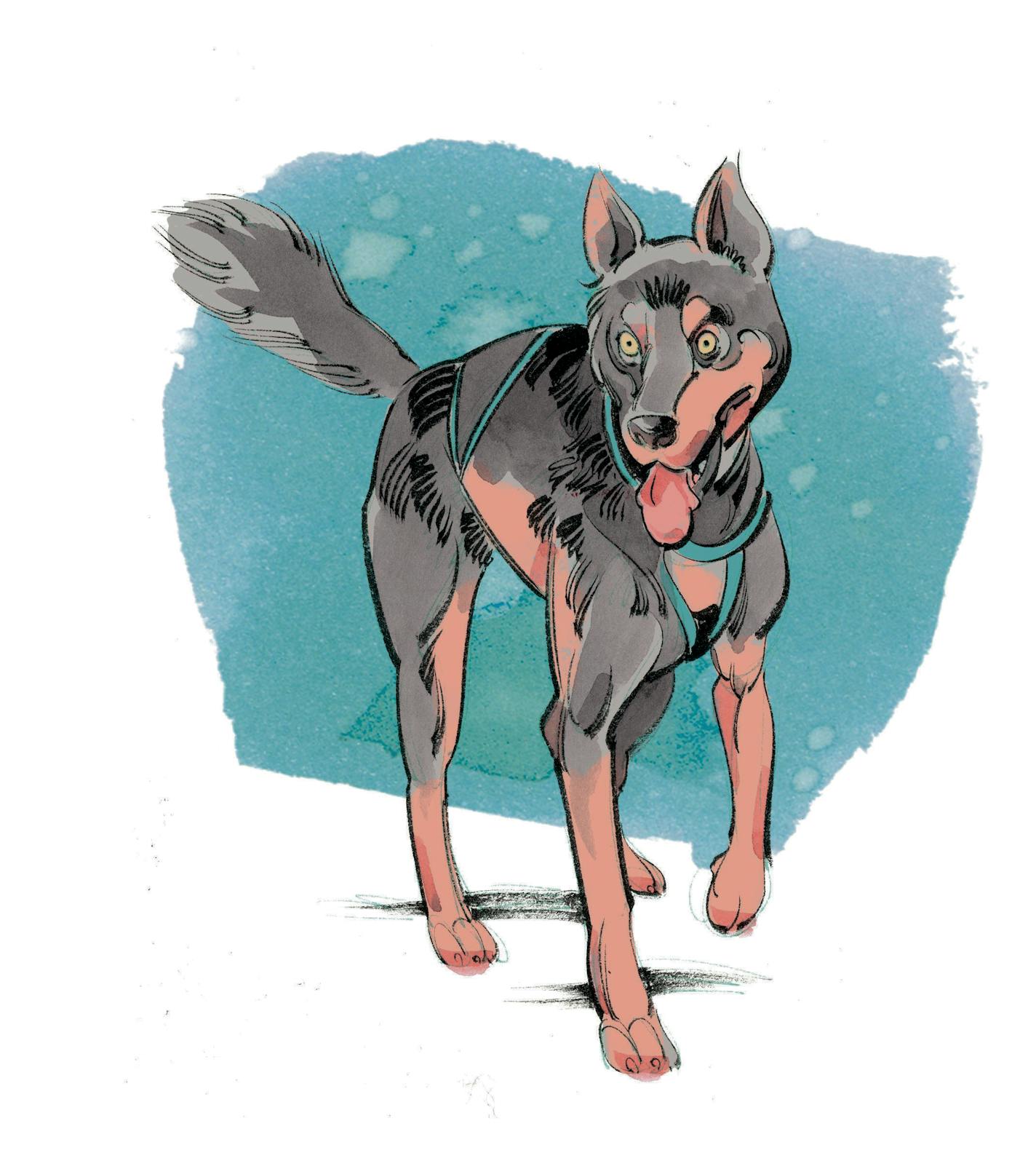 Illustration for sled dog package, Outdoors Weekend