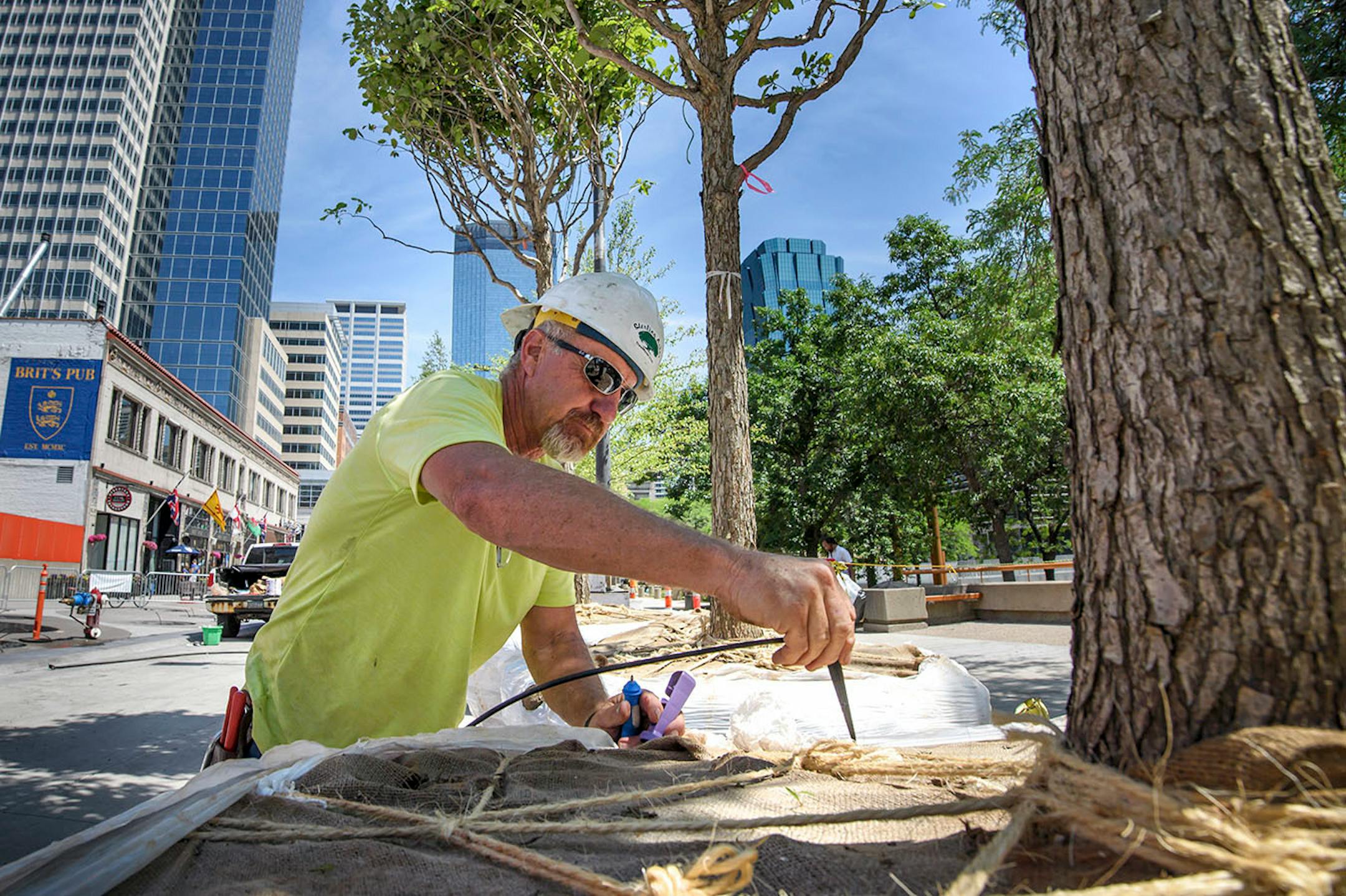 Jim Paul of Sterling Arbor, Scandia, placed an irrigation line in the root ball of a 15-year-old swamp white oak before it is planted near Peavey Plaza on Nicollet Mall.