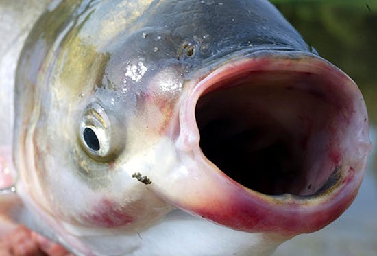 Record number of invasive silver carp caught in upper reaches of