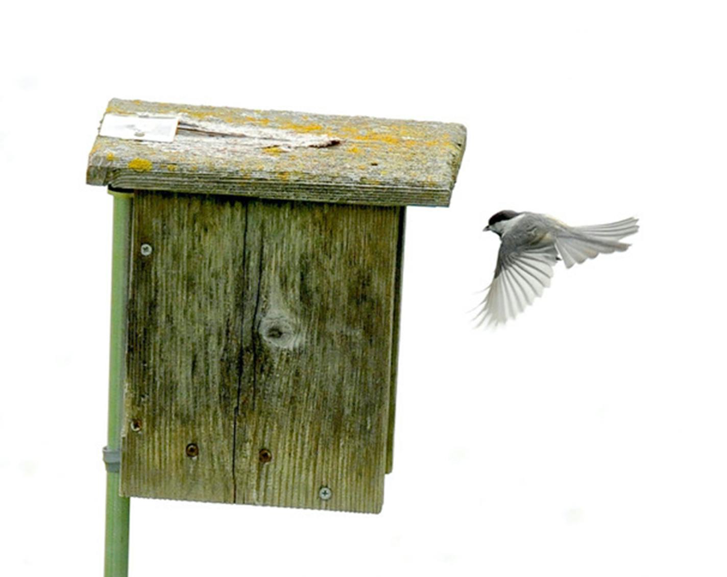 Chickadees begin house shopping in March.Photo by Jim Williams