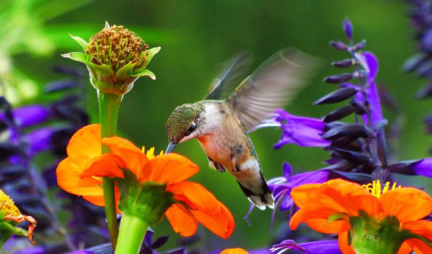 The amazing flowers of this garden have brought in many migrating birds and butterflies, but it&#x2019;s the huge amount of hummingbirds that makes it so special.