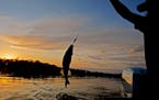 Mille Lacs walleye