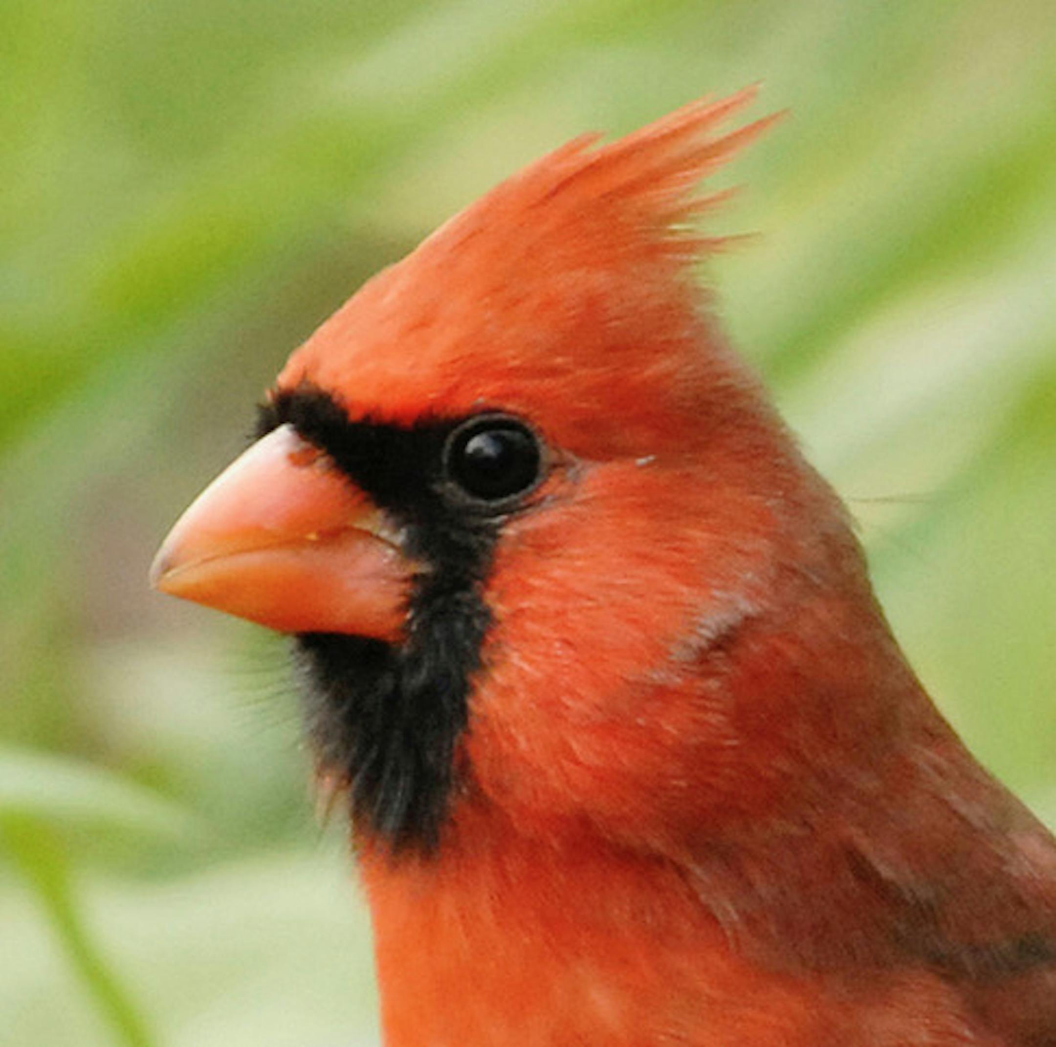 Northern cardinal closeup
Jim Williams