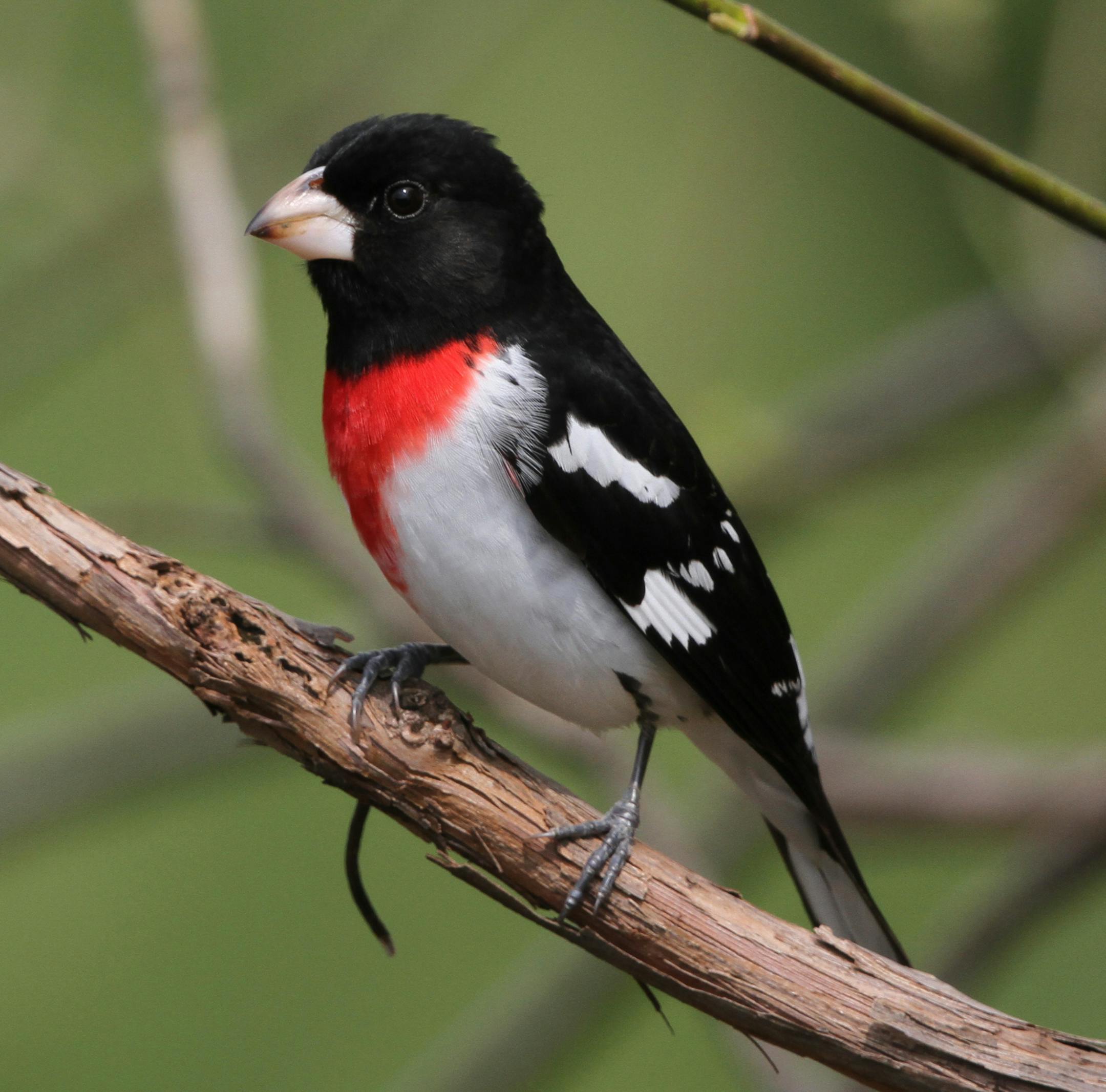 Rose-breasted grosbeak
Photo by Don Severson, special to the Star Tribune