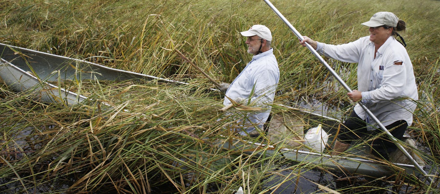 Wild rice hunting: On Mallard Lake, Duane and Pamela Bleichner gathered one of the state&#x2019;s most famous products, which is endangered by sulfate levels.