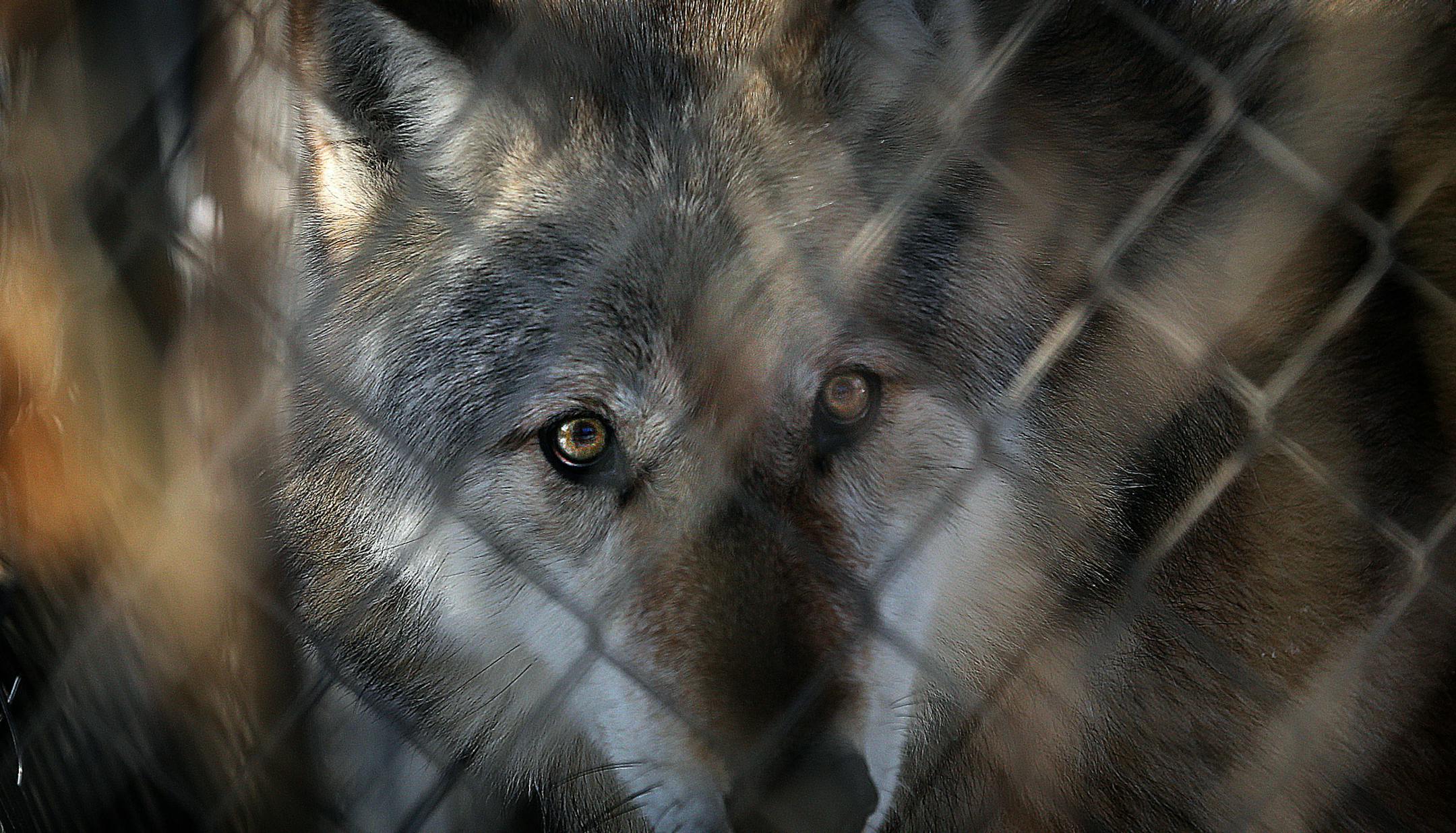 A male gray wolf named Napoleon peered through a fence at the Wildlife Science Center after being sedated. Once the sedative took effect, the 115lb animal was carried to an area where researchers could work on him.] JIM GEHRZ &#x201a;&#xc4;&#xa2; jgehrz@startribune.com / Columbus, MN / February1, 2014 / 9:30 AM / BACKGROUND INFORMATION: Researchers at the Wildlife Science Center in Columbus, and visiting scientists from the St. Louis Zoo and the Mexican Grey Wolf Recovery, will be collecting sem
