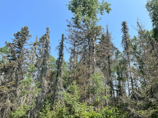 Spruce budworm defoliation and mortality shown in Lake County in 2023.