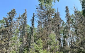 Spruce budworm defoliation and mortality shown in Lake County in 2023.