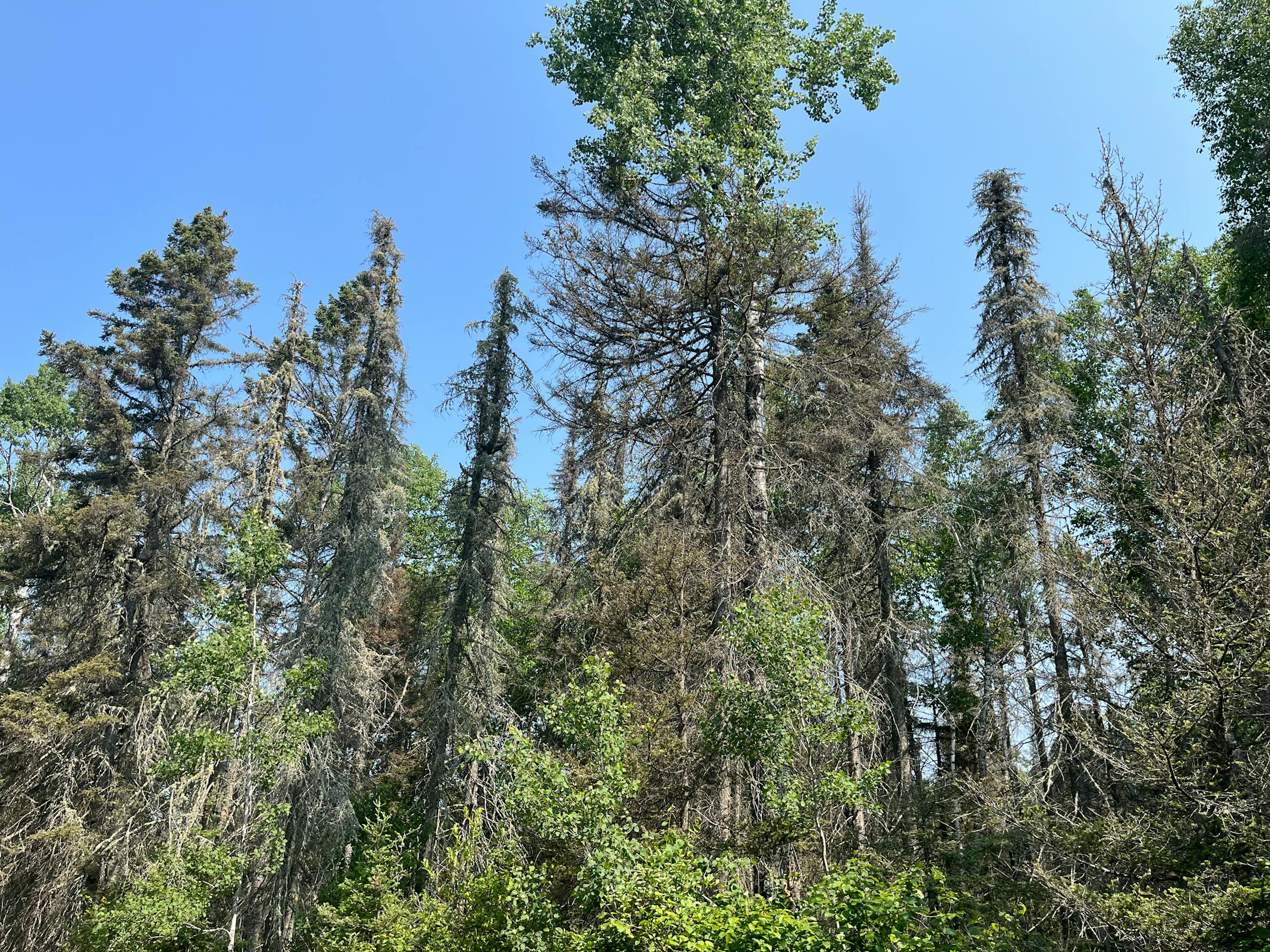 Spruce budworm defoliation and mortality shown in Lake County in 2023.