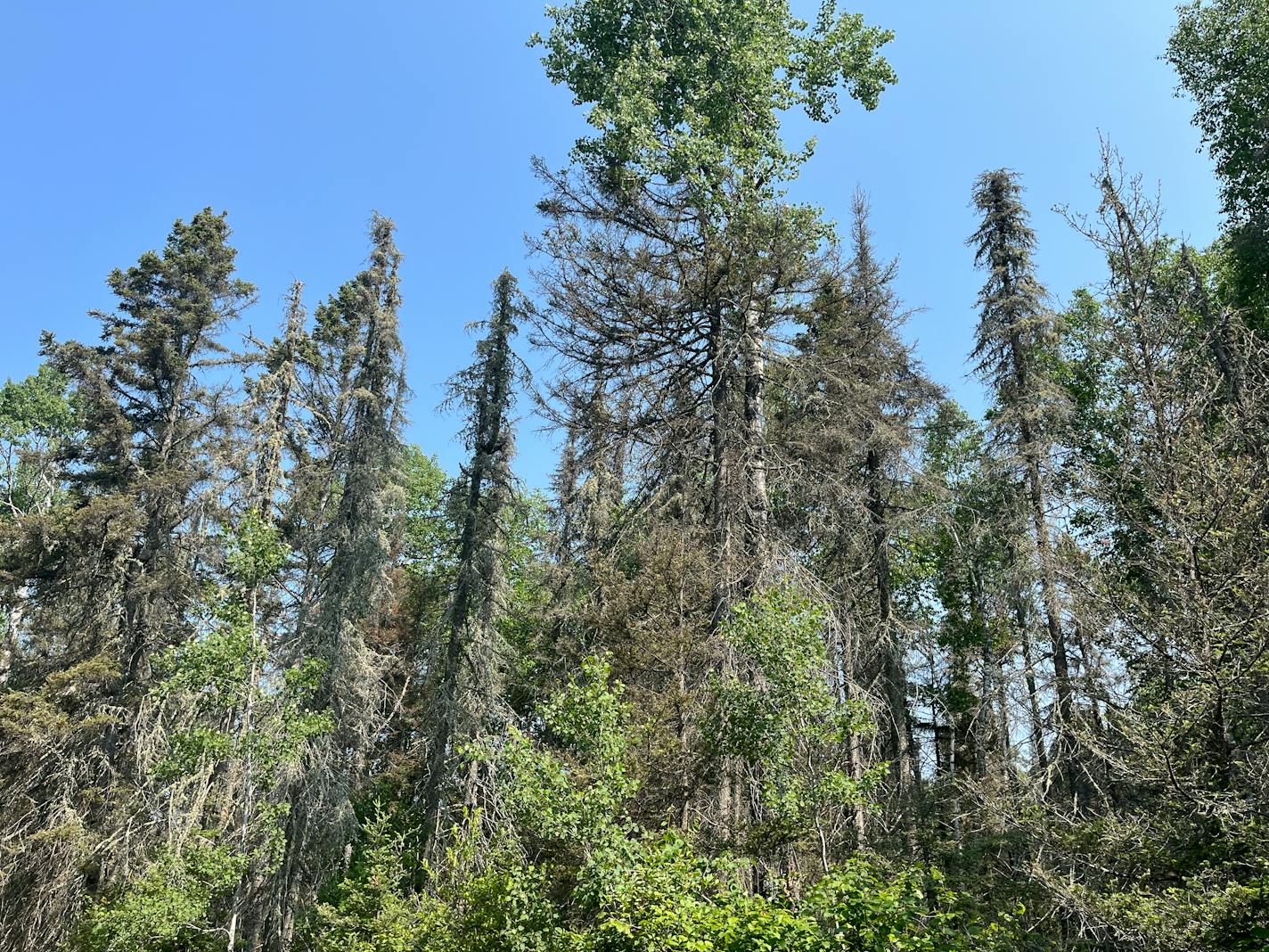 Spruce budworm defoliation and mortality shown in Lake County in 2023.