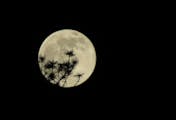 Ponderosa pine of New Mexico's Gila National Forest frames a rising full moon.