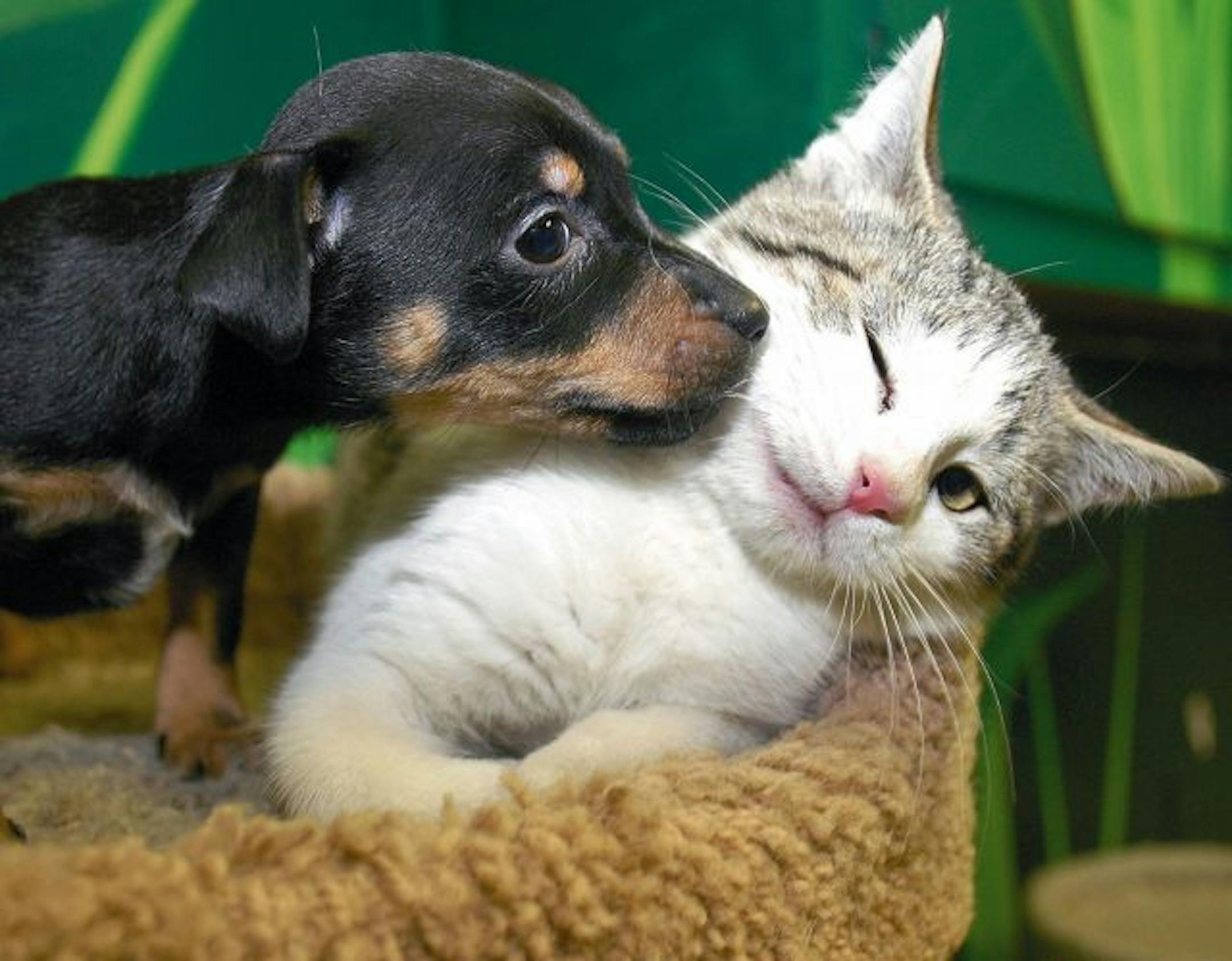 A cat gets a little love from a puppy.