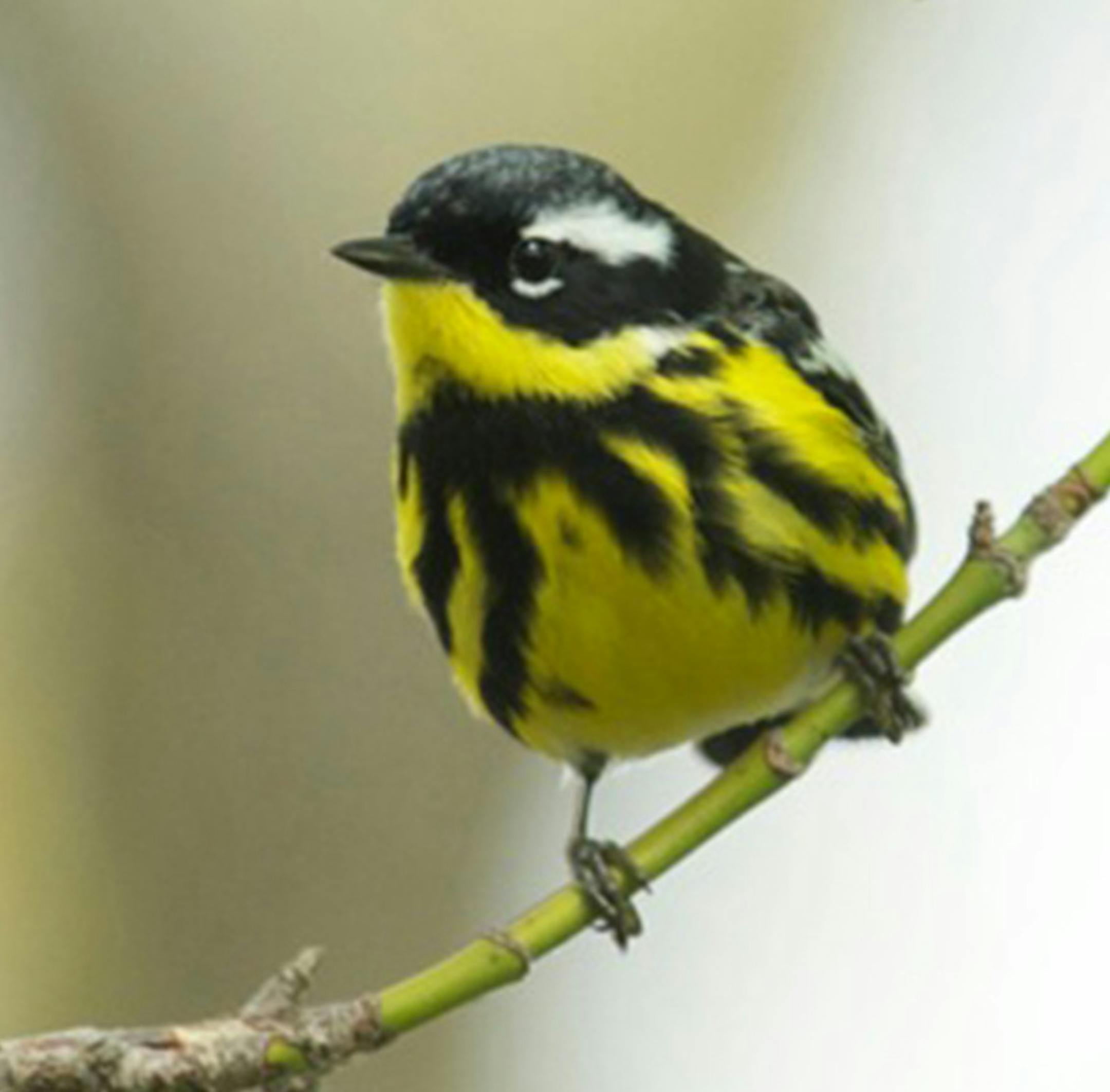 Magnolia warbler
credit Jim Williams