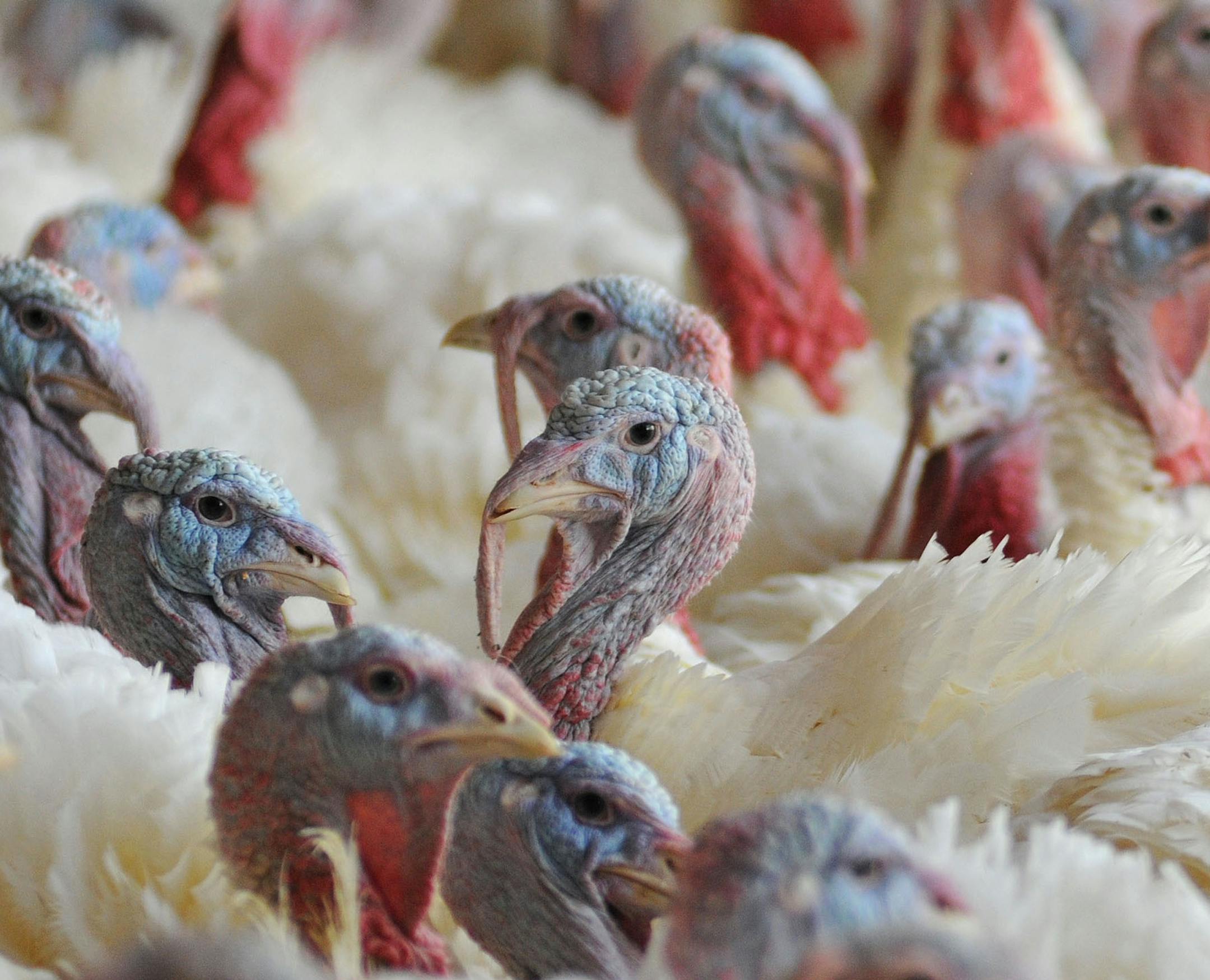 Turkeys on a Minnesota turkey farm. ] Richard.Sennott@startribune.com Richard Sennott/Star Tribune. Tuesday 04/03/12) ORG XMIT: MIN2015030616471836 ORG XMIT: MIN1504061853072553