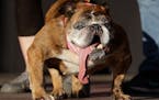 Zsa Zsa, an English Bulldog, won the World's Ugliest Dog Contest at the Sonoma-Marin Fair in Petaluma, Calif., Saturday, June 23, 2018.