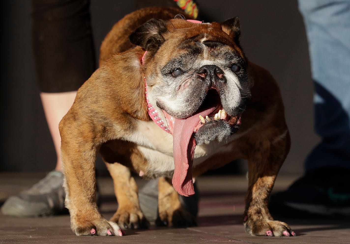 Zsa Zsa, an English Bulldog, won the World's Ugliest Dog Contest at the Sonoma-Marin Fair in Petaluma, Calif., Saturday, June 23, 2018.