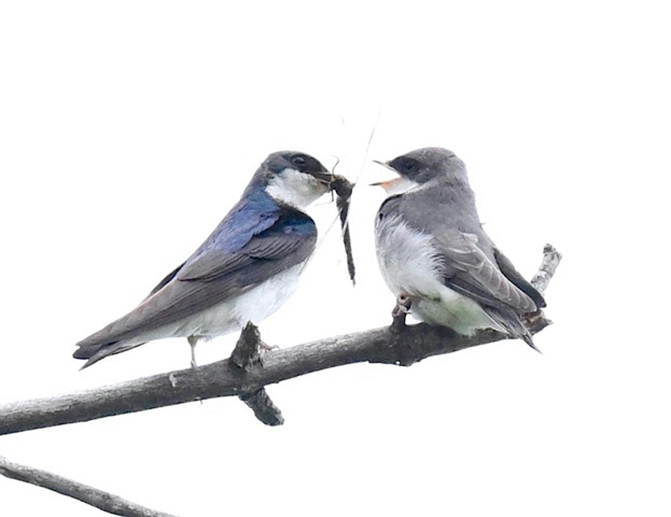 A tree swallow offers a large insect to its fledgling. Photo by Jim Williams