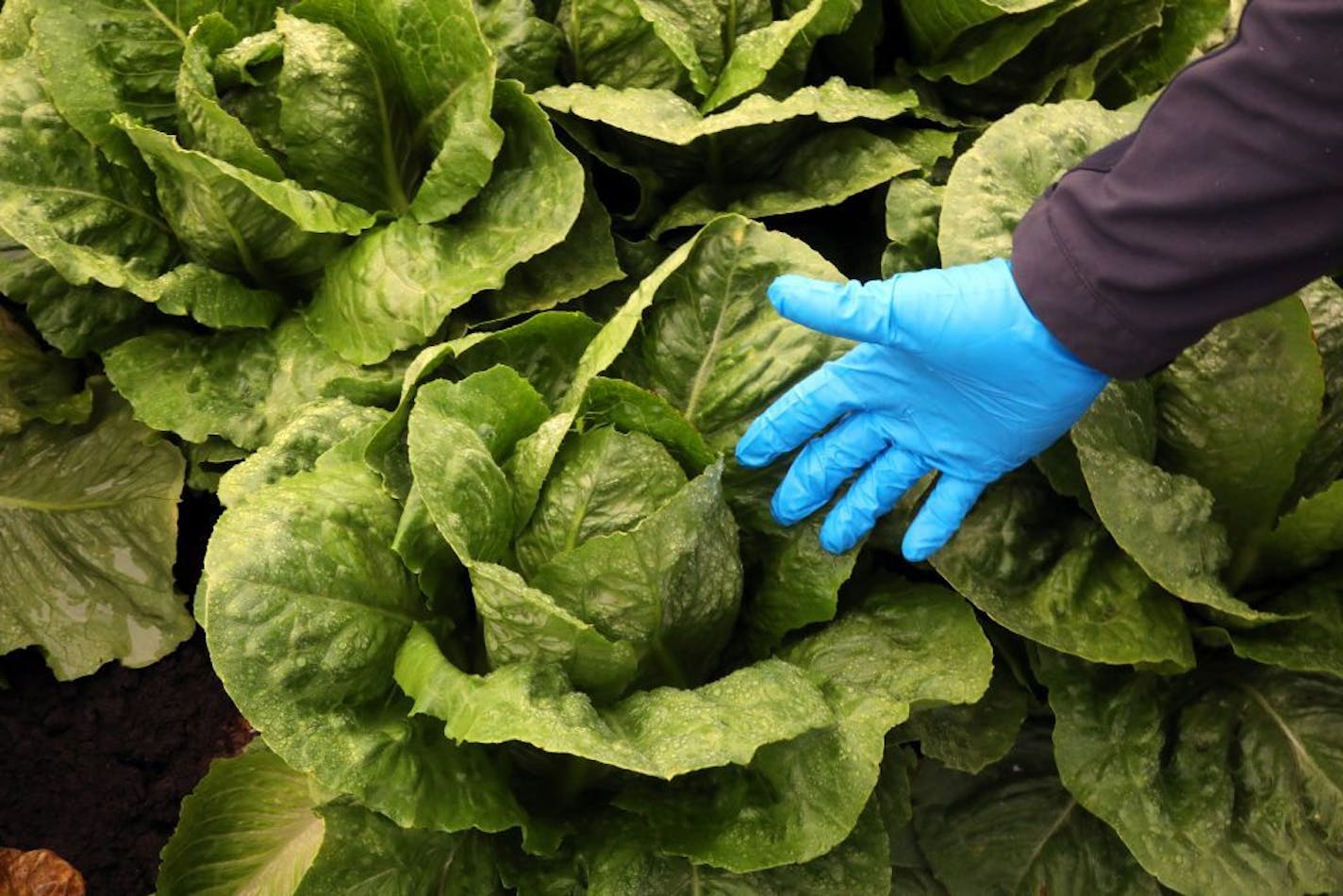 Romaine lettuce before it was harvested on a farm in Salinas, Calif., last month, In a sweeping alert, federal health officials warned people not to eat romaine lettuce anywhere in the country.