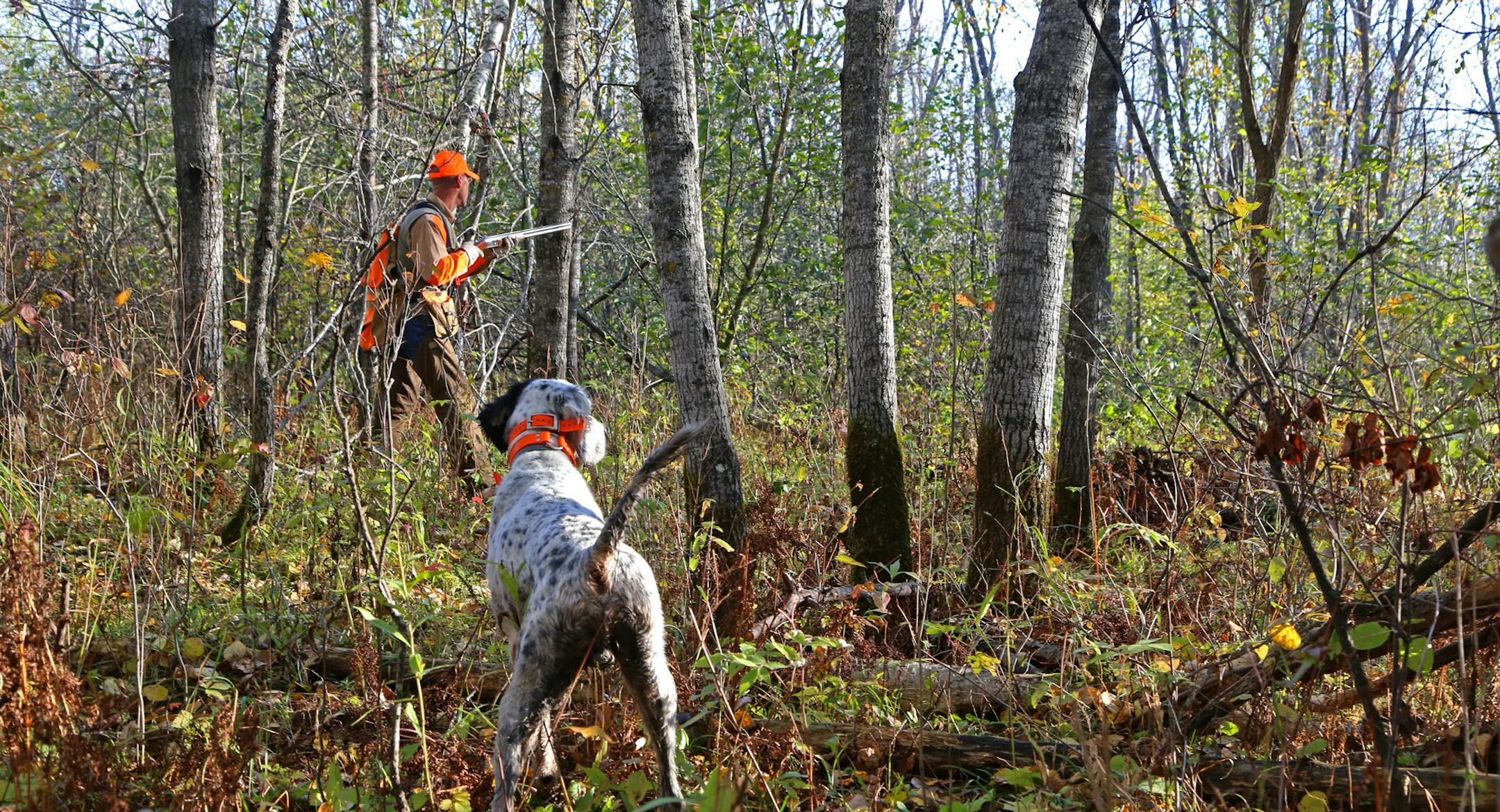 With Shaq on point, Kolter moved ahead of his dog, hoping to flush the grouse or woodcock that Shaq had found.