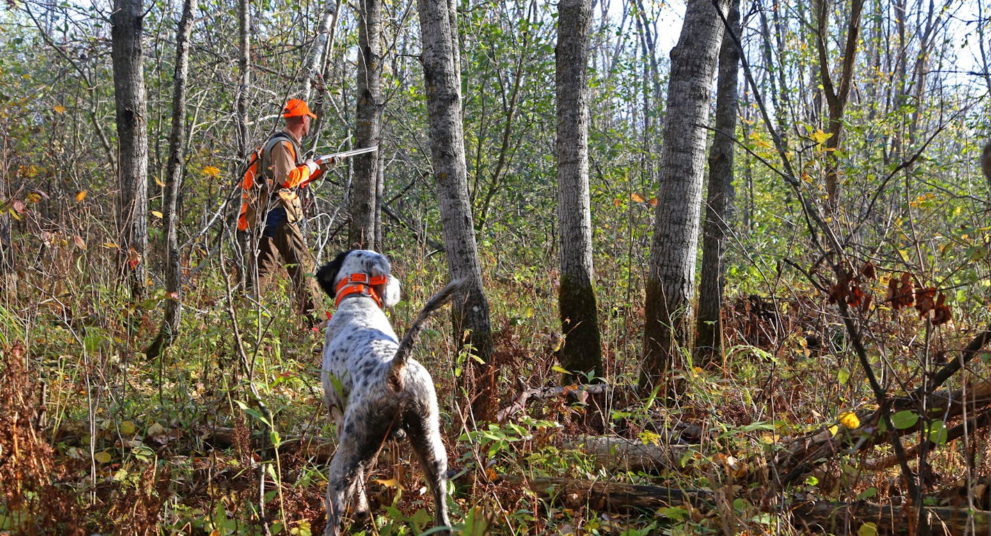 With Shaq on point, Kolter moved ahead of his dog, hoping to flush the grouse or woodcock that Shaq had found.