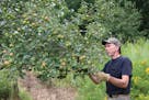 Wildlife photographer Bill Marchel checks an apple tree planted on his property. Marchel has planted some 5,000 trees of various types in the past 25 