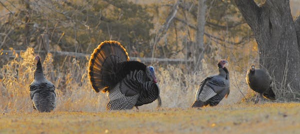A male wild turkey asserts his dominance to the males on either side of him, while a female (right) watches.