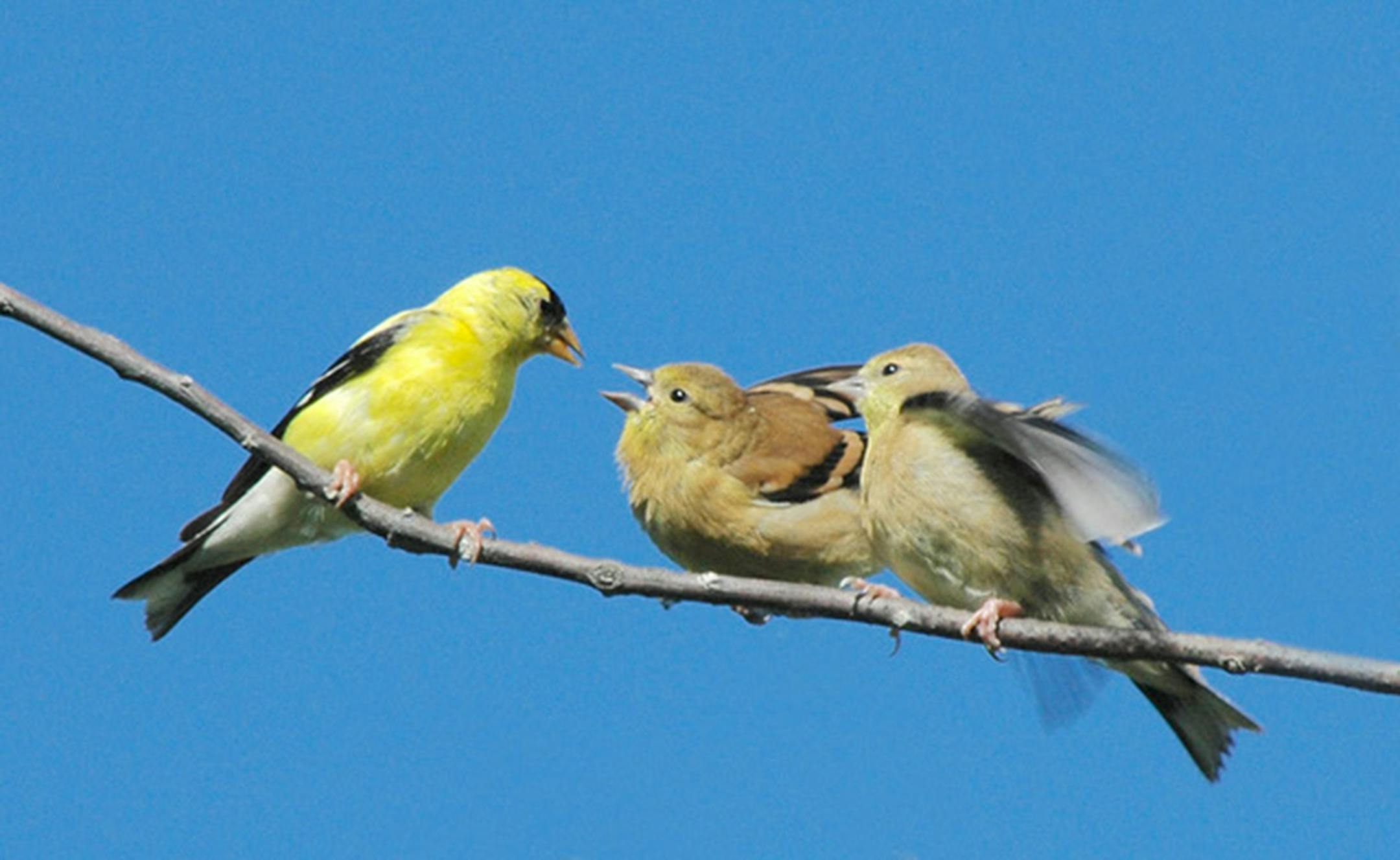 A goldfinch parent feeds its out-of-the nest young. Photo by Jim Williams