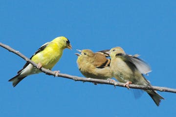 A goldfinch parent feeds its out-of-the nest young. Photo by Jim Williams