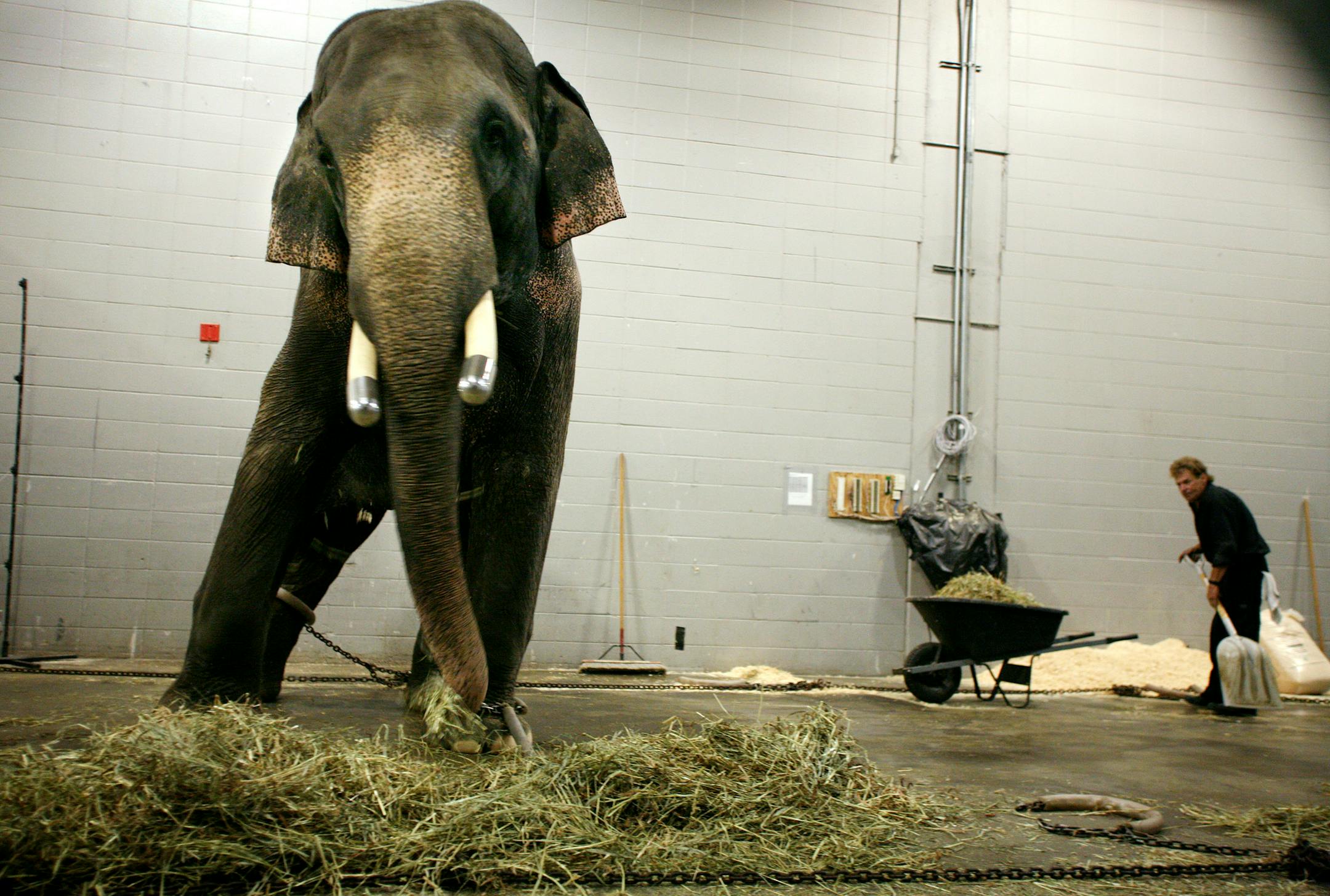 Dave Wilson, right, a groom and driver with the Shrine Circus, cleaned the elephant area backstage at the Target Center before the circus began. At left is Bo, the second largest traveling elephant in the world, according to Wilson, and the circus's only male elephant.