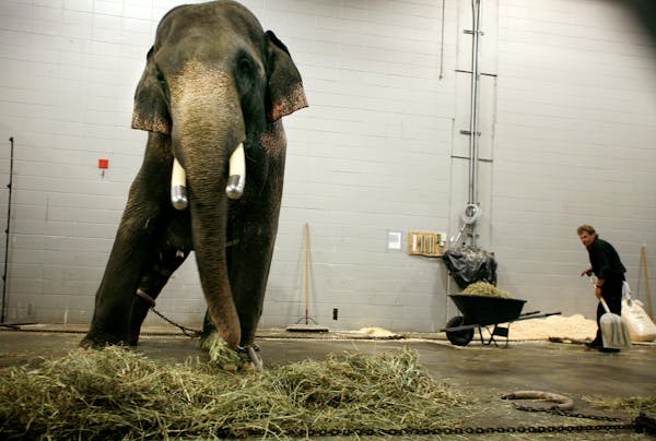 Dave Wilson, right, a groom and driver with the Shrine Circus, cleaned the elephant area backstage at the Target Center before the circus began. At le