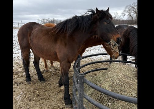 Haven, a Minneapolis police horse, died during surgery.