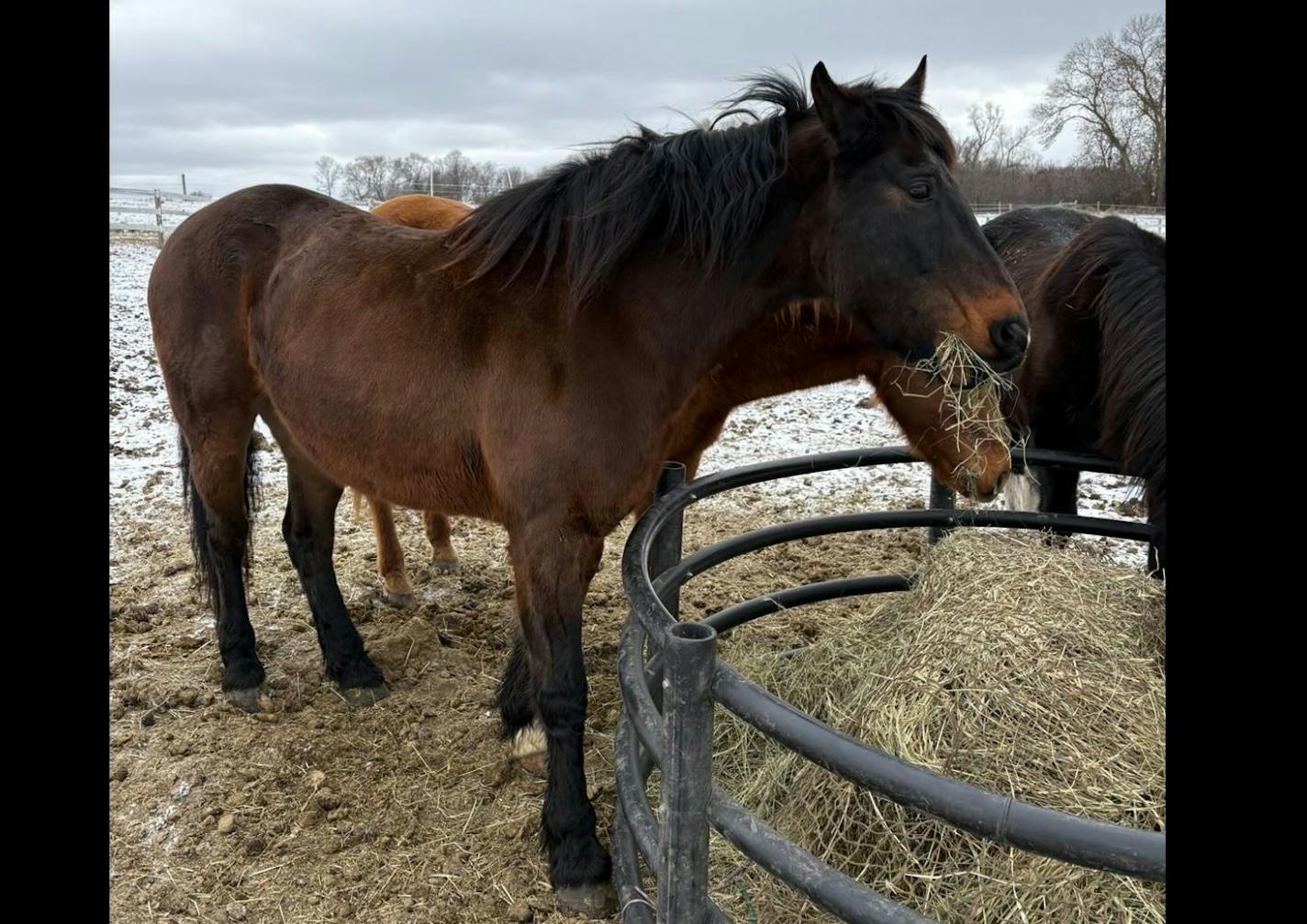 Haven, a Minneapolis police horse, died during surgery.