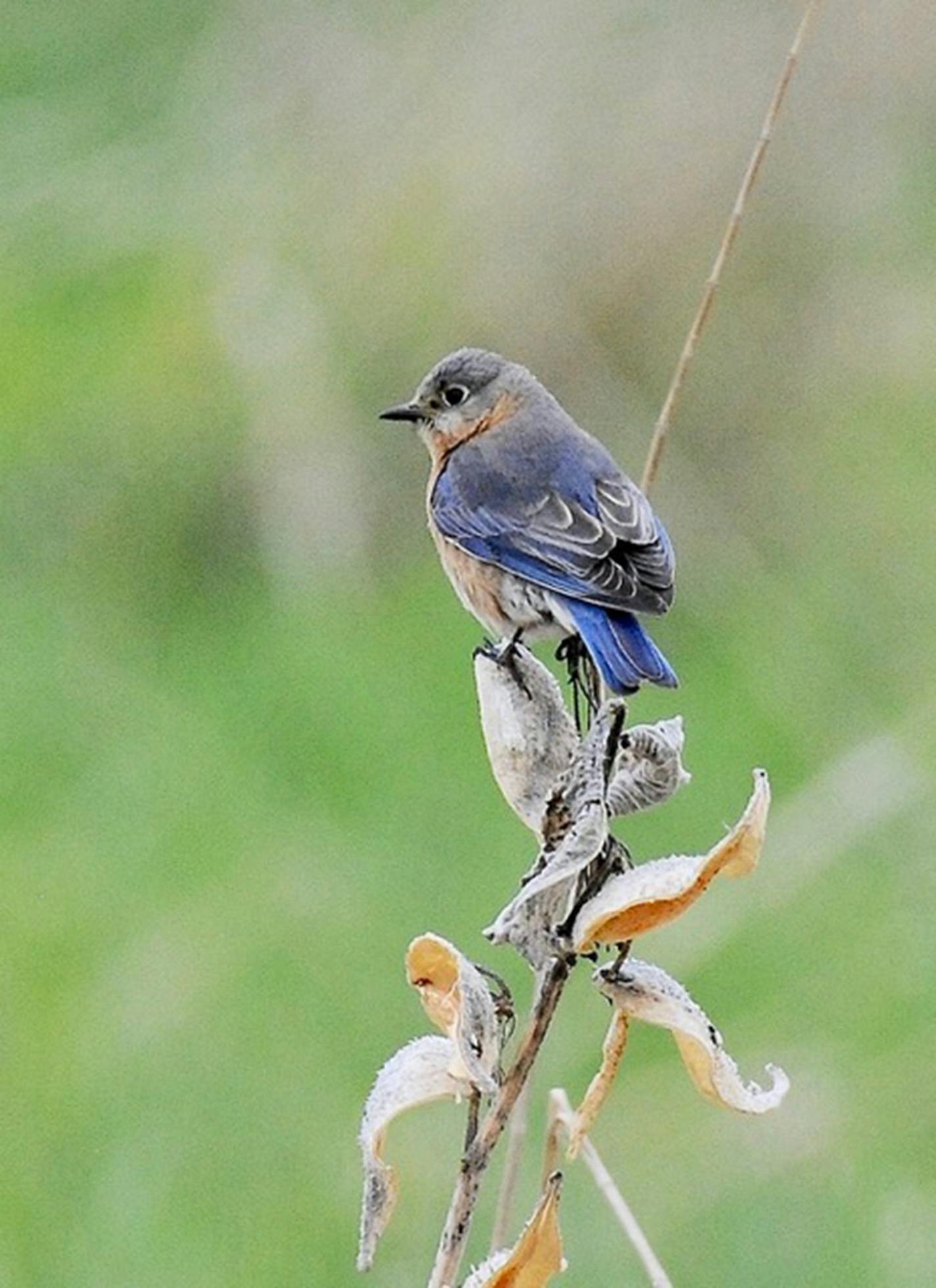 An Eastern bluebird perched on a milkweed stalk.