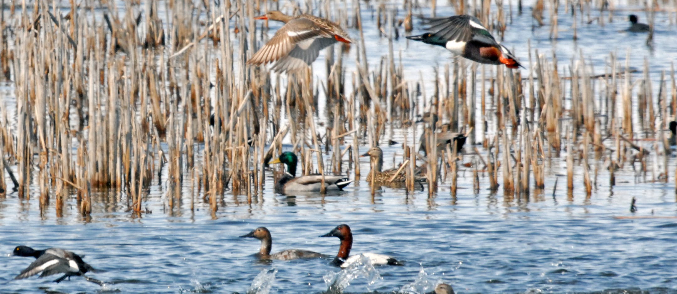 A pair of shovelers joined a variety of other duck species on one of the few western Minnesota wetlands that was completely ice-free last weekend. Bad weather held migrating waterfowl near Lac qui Parle for an extended period this spring. ORG XMIT: MIN1304261241310883