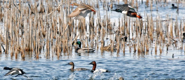 A pair of shovelers joined a variety of other duck species on one of the few western Minnesota wetlands that was completely ice-free last weekend. Bad