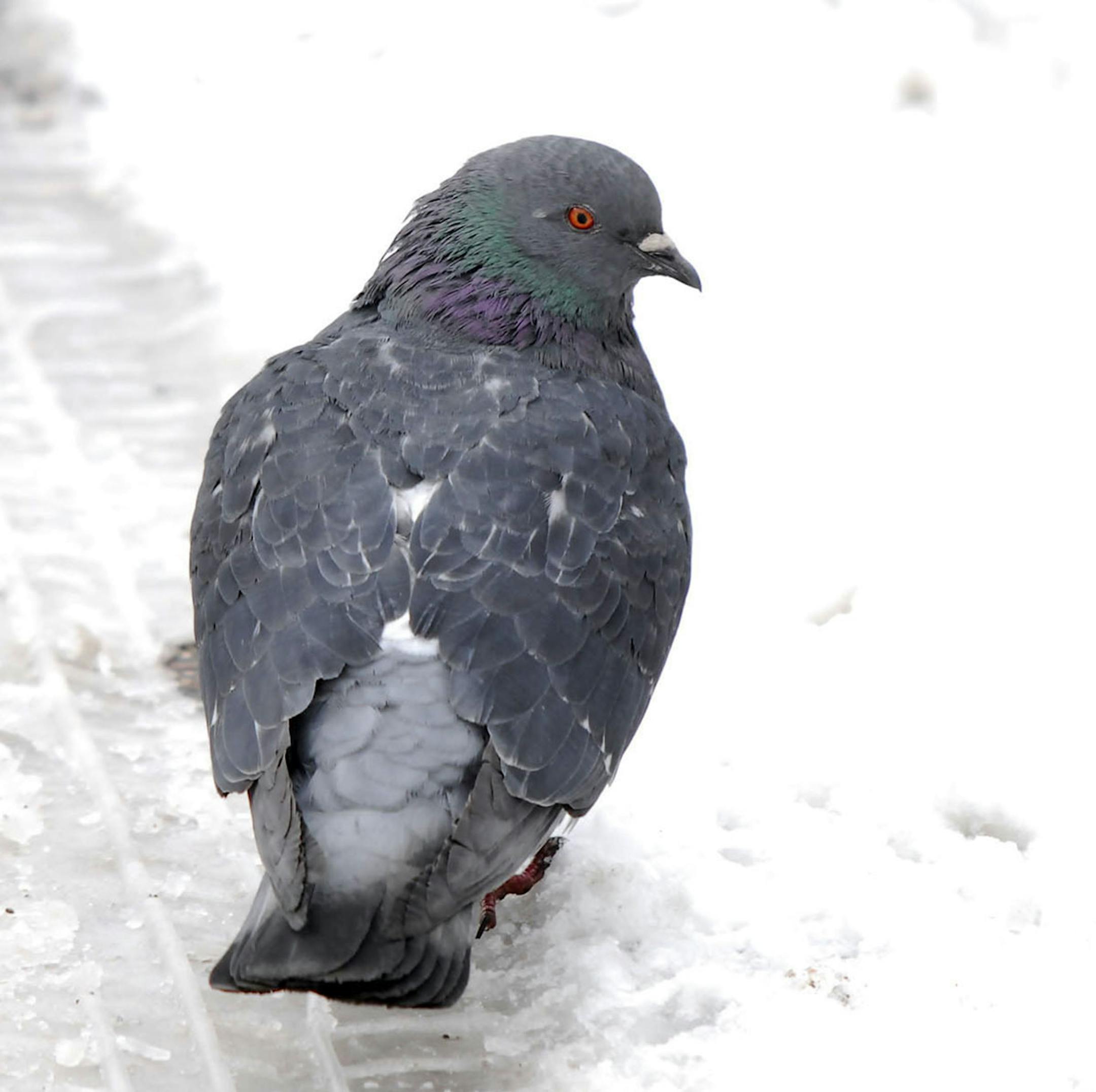 Common pigeon in snow