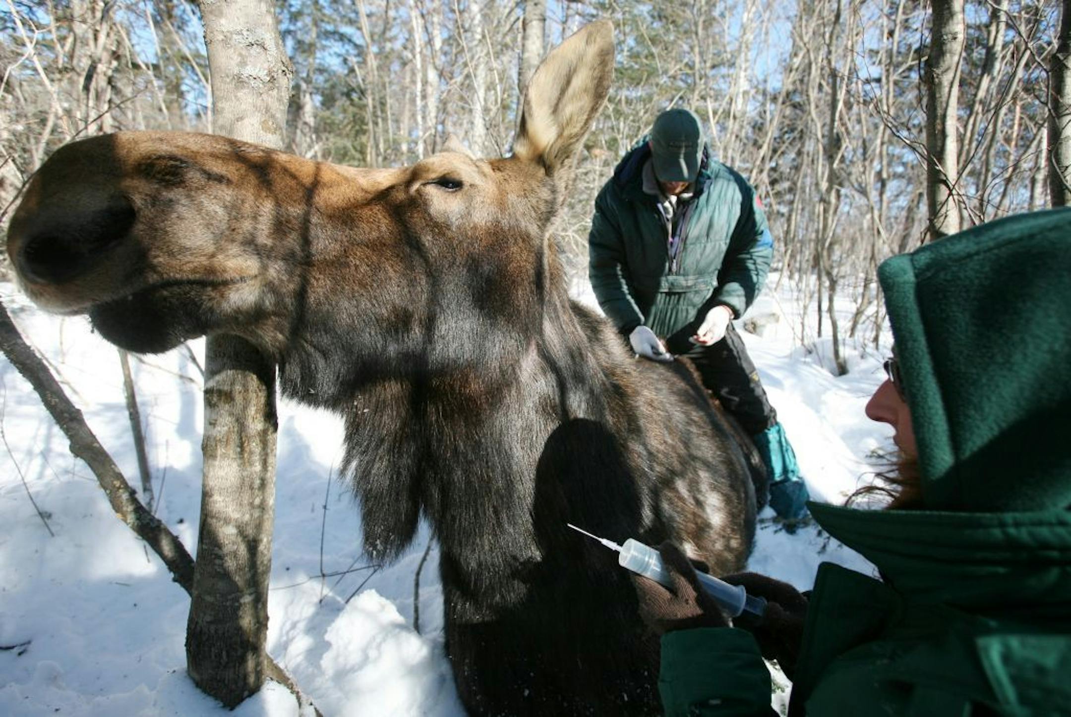 In this file photo, researchbBiologist Mark Keech (left) and Minnesota Zoo veterinarian Tiffany Wolf work with 800 pound cow moose #294, fitting her with a radio collar and taking samples that will help researchers study the cause of increased mortality in the northeastern Minnesota moose population.