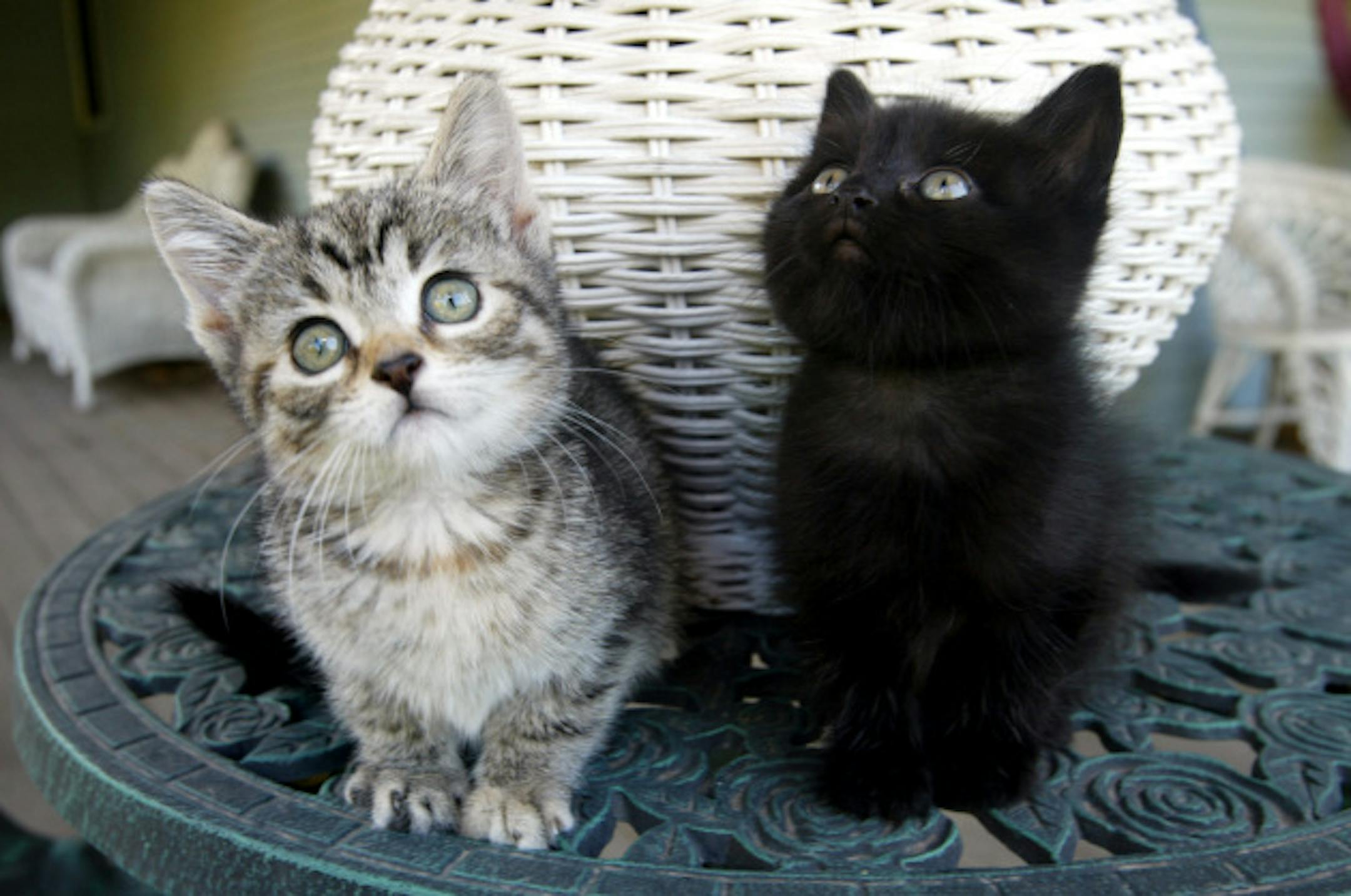 GENERAL INFORMATION:  Cheryl Nystrom, volunteer coordinator for the Animal Humane Society