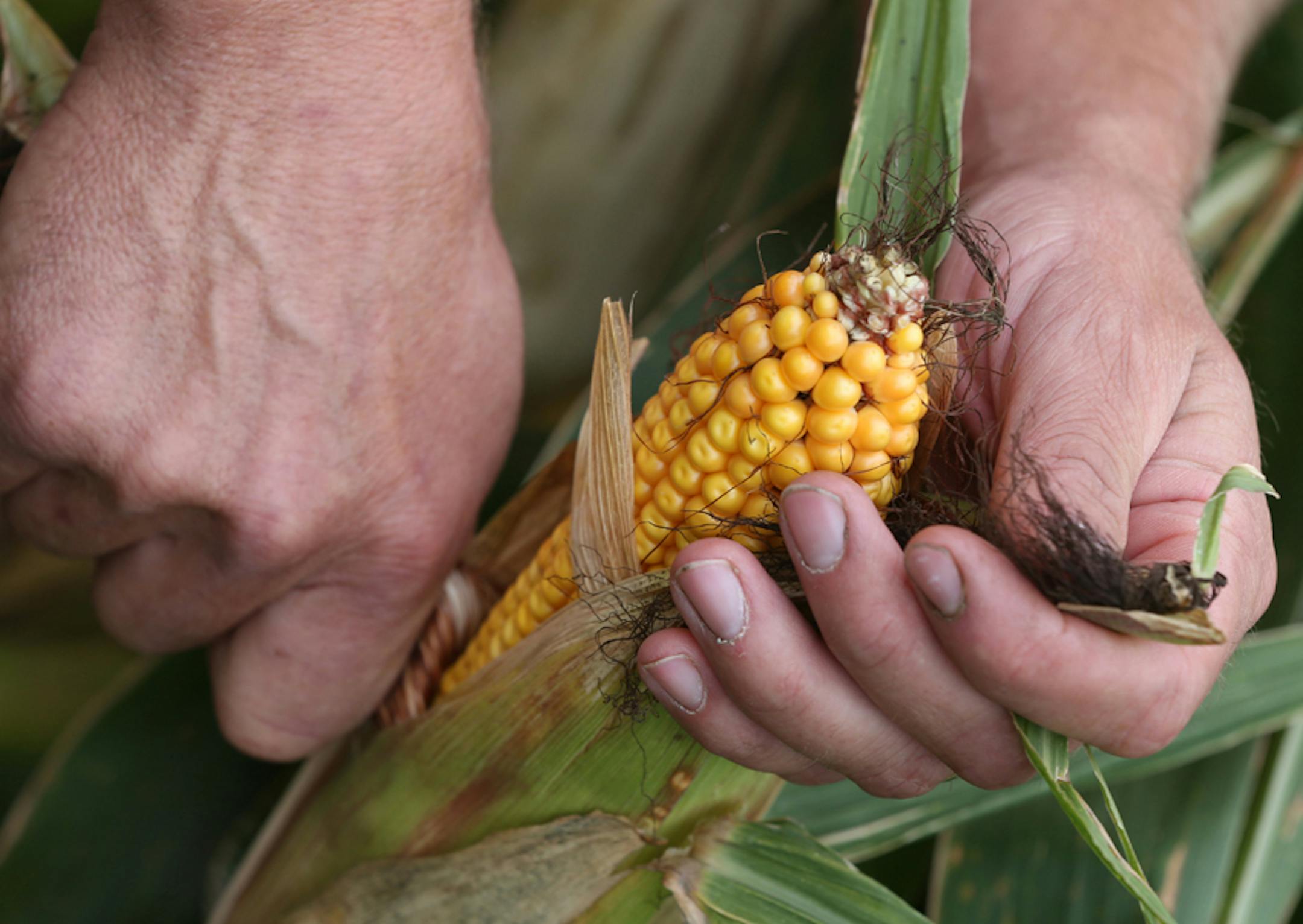 Sept. 18, 2013: Dan Erickson, regional representative for the Minnesota Corn Growers Association examined his corn crop at his Alden farm.