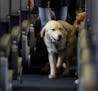 Delta Air Lines has announced new requirements for passengers flying with service animals or emotional support animals.