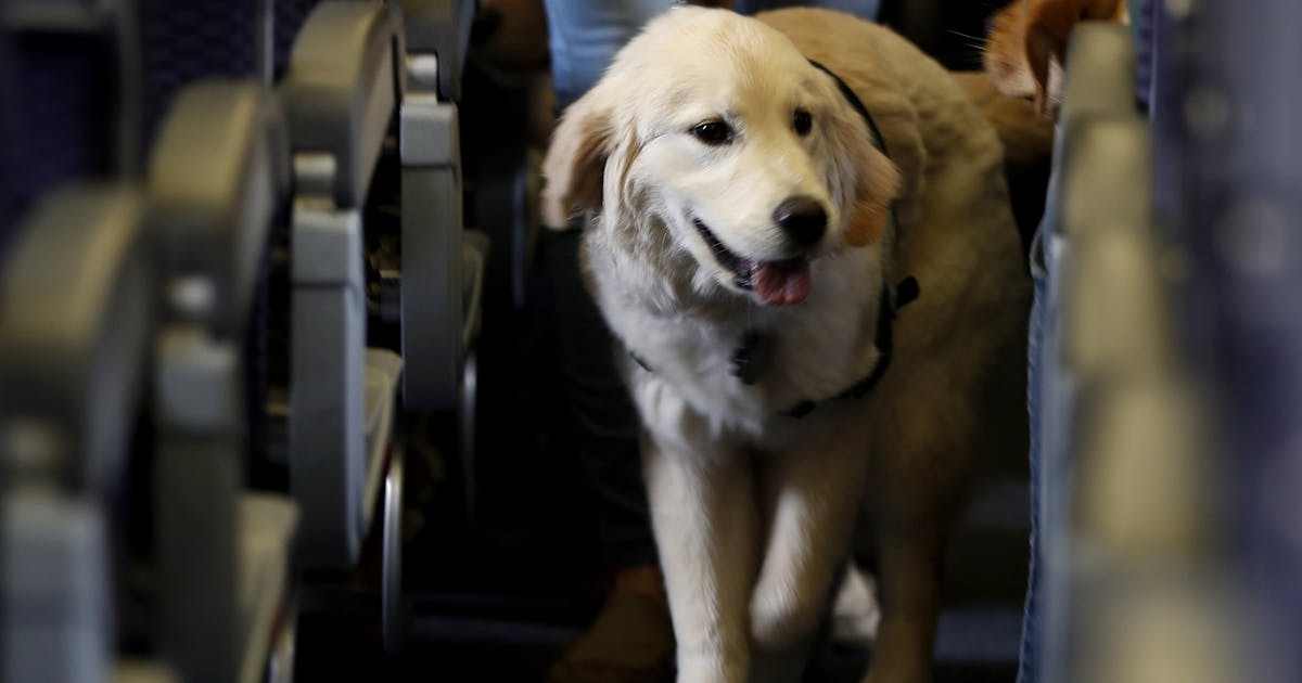 US tightens definition of service animals allowed on planes