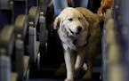 Delta Air Lines has announced new requirements for passengers flying with service animals or emotional support animals.
